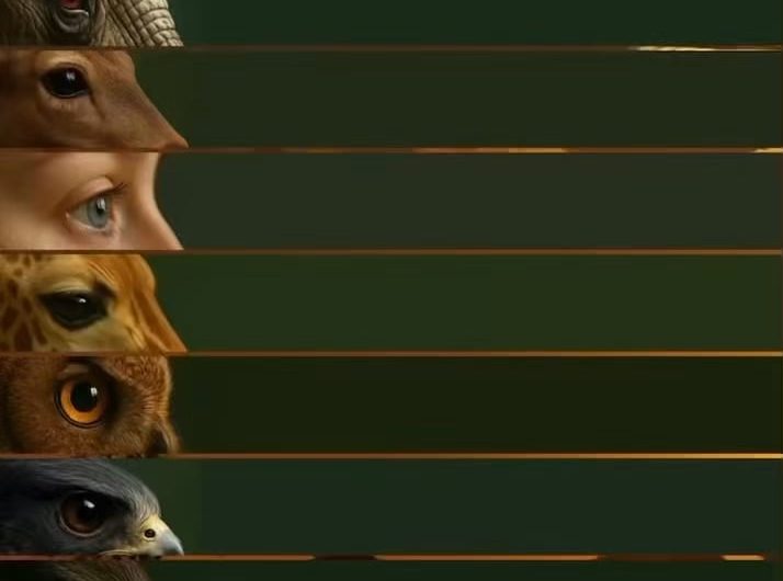 Visual recognition range of animals