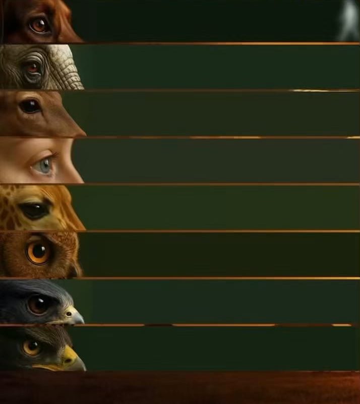 Visual recognition range of animals