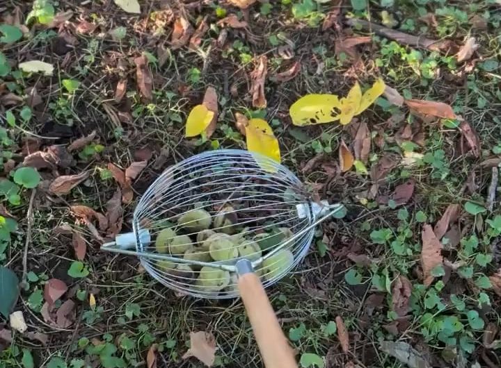 Walnut Harvester