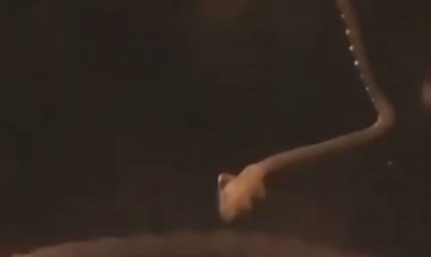 What a tapeworm looks like after it’s been removed from a host (from a mouse)