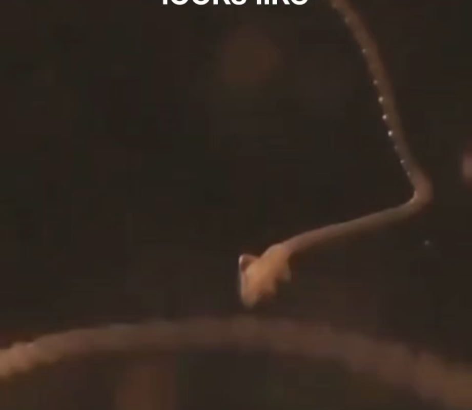 What a tapeworm looks like after it's been removed from a host (from a mouse)