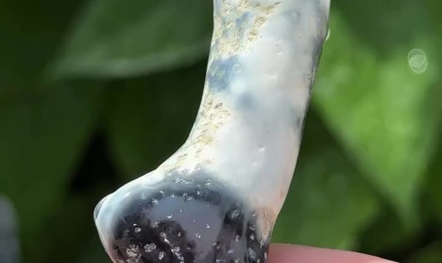 What time preserves inside a million year old coral finger