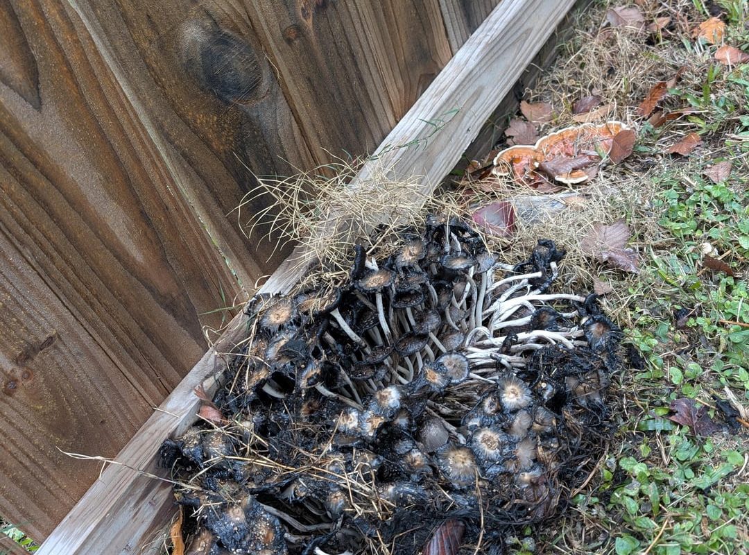 What's up with this cluster of mushrooms growing in my backyard. Is this just nature doing its things or could I have done something to make this happen? This is the second time a cluster like this has grown in that exact same spot. It's dead, slimy and stinks.