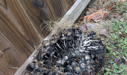 What's up with this cluster of mushrooms growing in my backyard. Is this just nature doing its things or could I have done something to make this happen? This is the second time a cluster like this has grown in that exact same spot. It's dead, slimy and stinks.