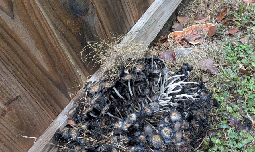 What’s up with this cluster of mushrooms growing in my backyard. Is this just nature doing its things or could I have done something to make this happen? This is the second time a cluster like this has grown in that exact same spot. It’s dead, slimy and stinks.