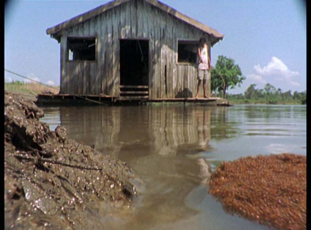 When a flood occurs, tens of thousands of fire ants come together and tangle together to form a body that floats on water.