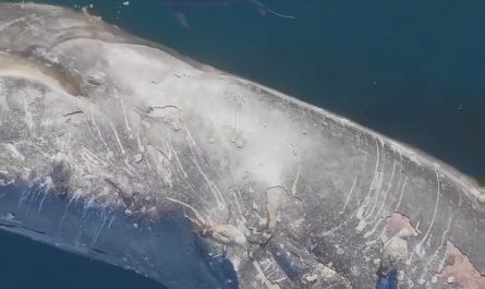 When a whale dies and sinks, its carcass, known as a whale carcass, provides an abundance of nutrients for a large number of deep-sea creatures, giving rise to its own ecosystem that can last for decades.