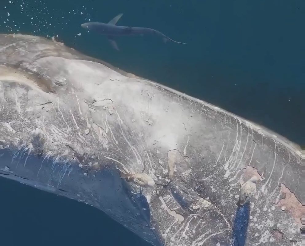 When a whale dies and sinks, its carcass, known as a whale carcass, provides an abundance of nutrients for a large number of deep-sea creatures, giving rise to its own ecosystem that can last for decades.