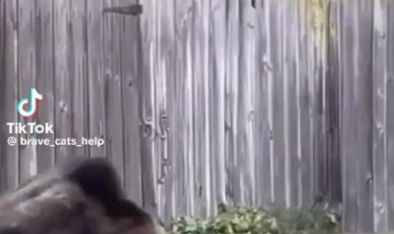 Where can I find a watch cat like this?