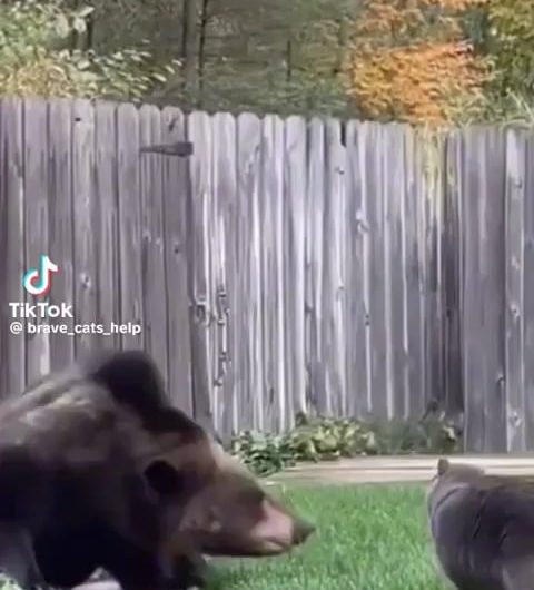 Where can I find a watch cat like this?