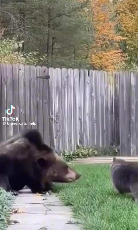 Where can I find a watch cat like this?