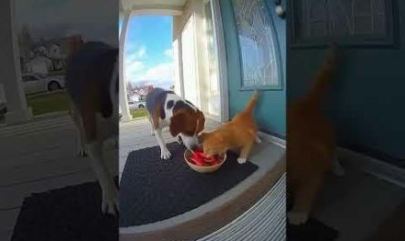 Who tf loves hot chilli peppers 😂