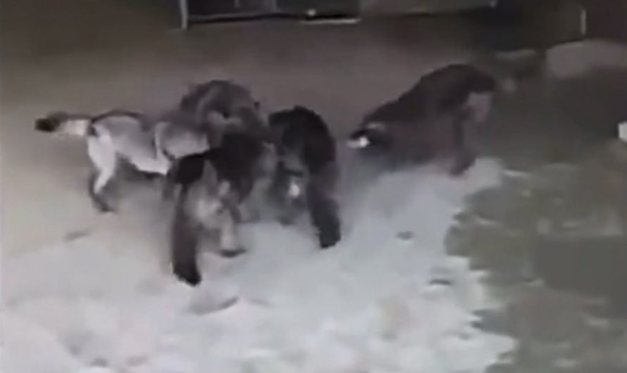 Wolf attack prep work for The Grey