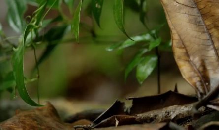 World's Smallest Cat