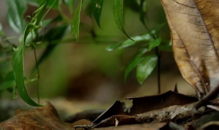 World’s Smallest Cat