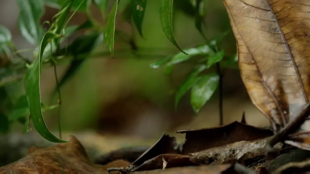 World's Smallest Cat