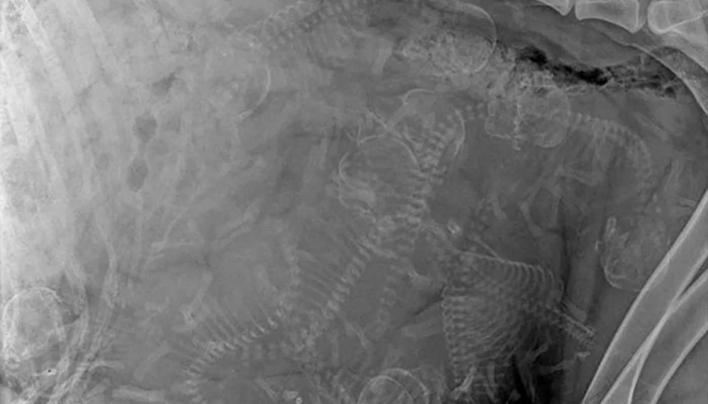 X-Ray of pregnant dog. Not sure how many puppies?