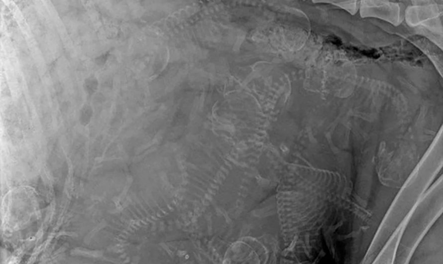X-Ray of pregnant dog. Not sure how many puppies?