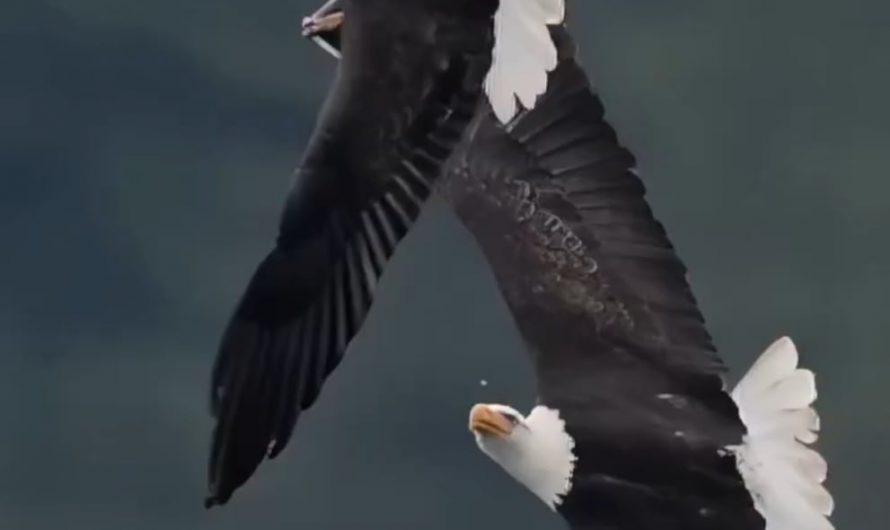 The male eagle passes prey to the female, she catches it midair