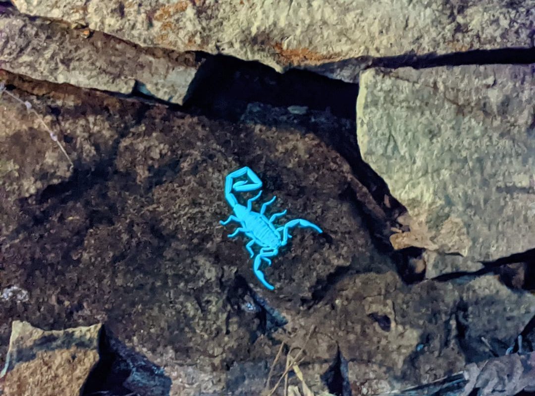 Yeah so scorpions and some centipedes glow under a blacklight bonus photo of glowing sandals at end