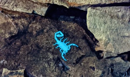 Yeah so scorpions and some centipedes glow under a blacklight bonus photo of glowing sandals at end