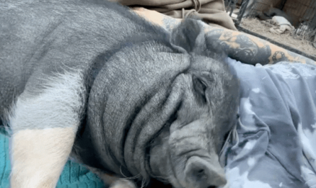 You can tell from the smile that she is very happy with the snuggles