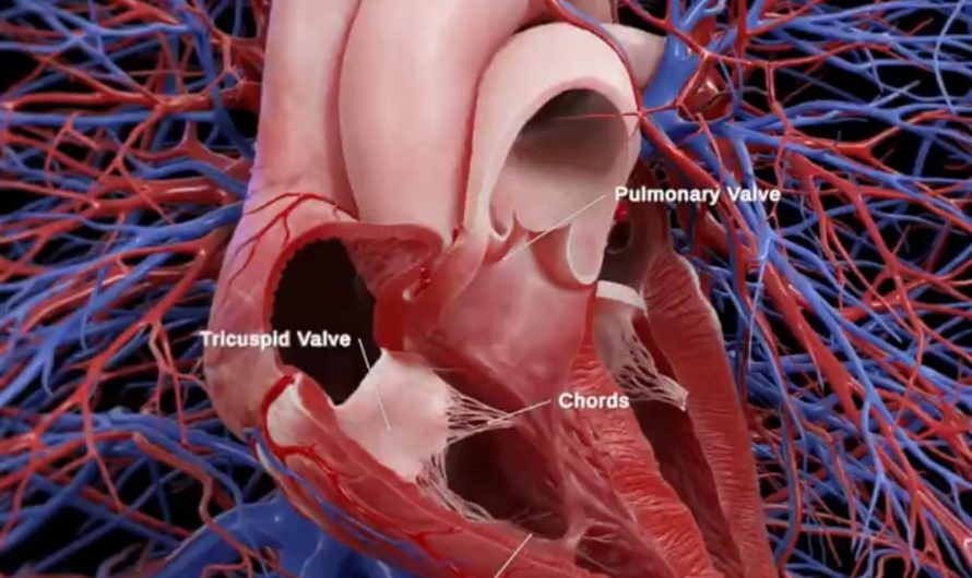 Your heart beats around 100,000 times per day. Also pumps 7,000 to 8,000 liters daily. Built to last billions of cycles with almost no ability to regenerate. The Animation below is based on the SciePro 3D anatomy model.