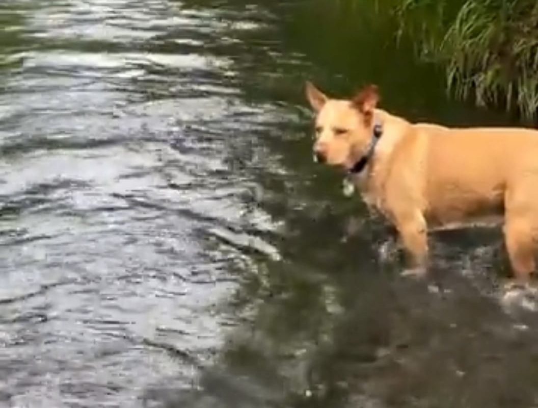 he knows what he's doing