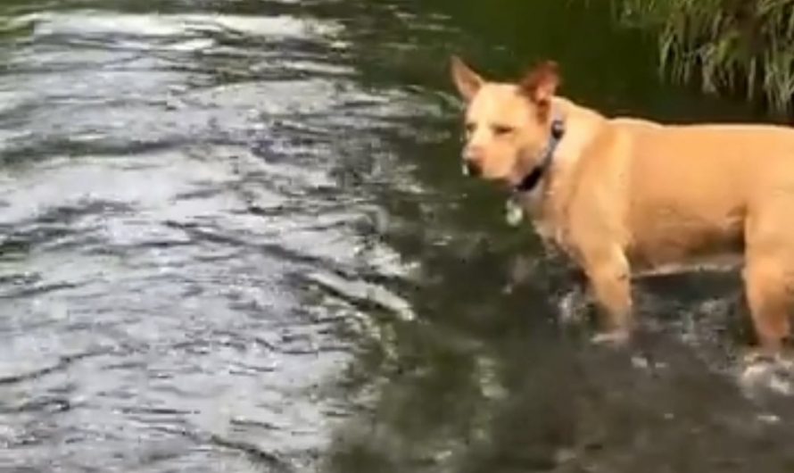 he knows what he’s doing