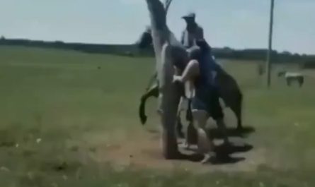 if this was not on video, no one will believe it