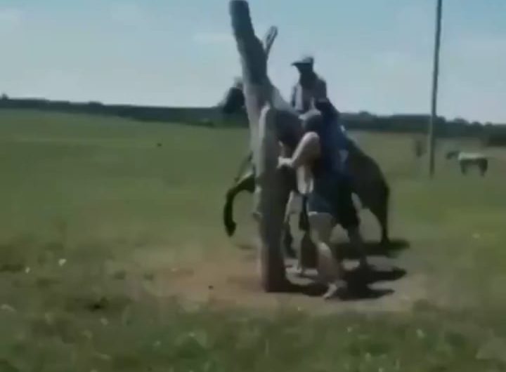 if this was not on video, no one will believe it