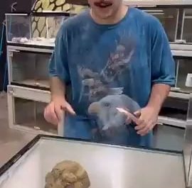 leucistic monocled cobra