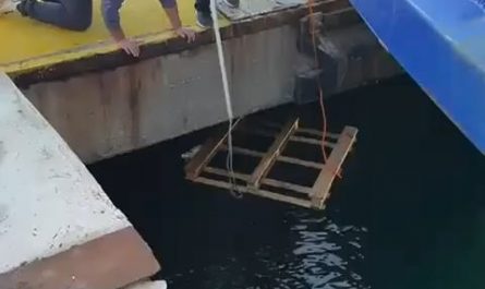 people make a great effort to rescue the kitten