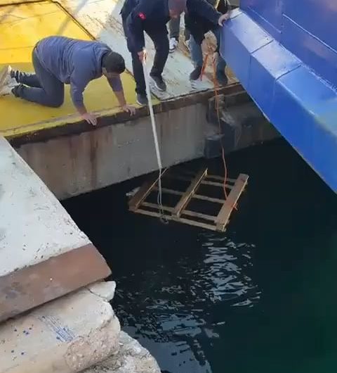 people make a great effort to rescue the kitten