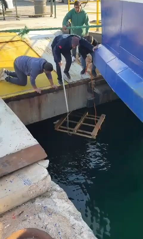 people make a great effort to rescue the kitten