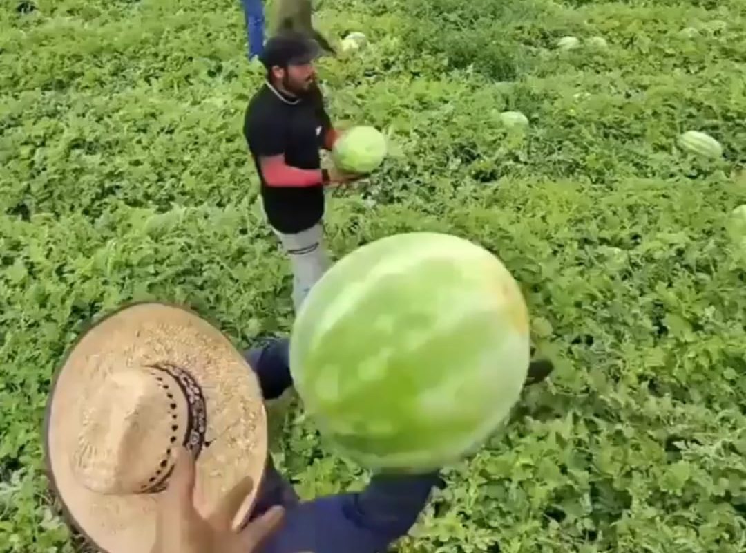 reaping watermelon
