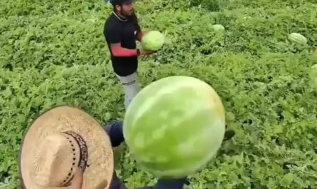 reaping watermelon