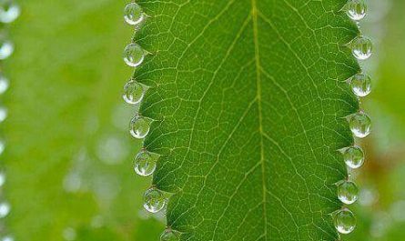 symmetrical water bubbles