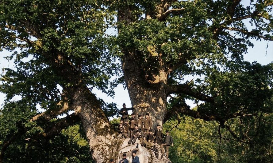 1200+ year old oak tree, near Travnik, Bosnia. Colorized photo from 1897. Sadly, in withered in the 1980s.