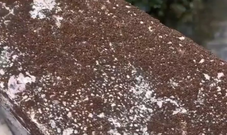 pouring water on dried moss