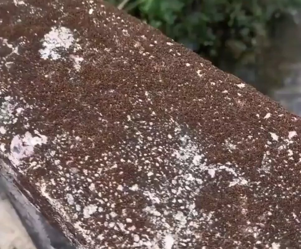 pouring water on dried moss