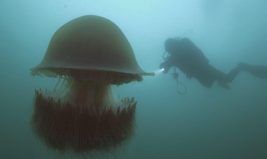 300 pound Nomura jellyfish