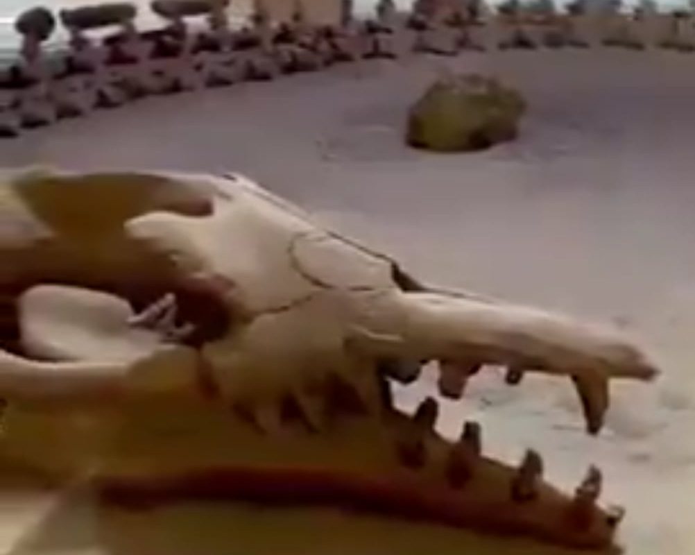 37 Million years old Whale Spine found in the hot dunes of Egypt