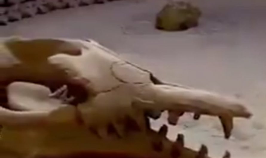 37 Million Years Old Whale Spine found in the hot dunes of Egypt