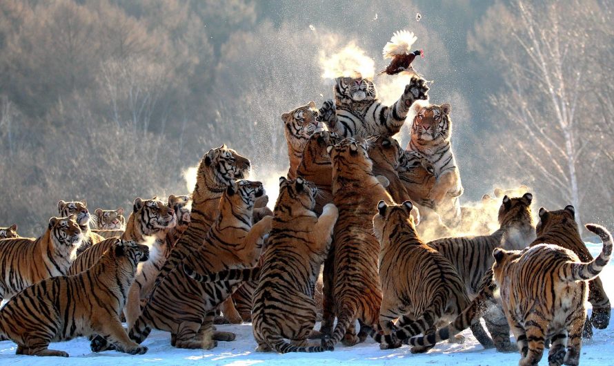 40 Siberian tiger cubs were born at the Hengdaohezi Siberian Tiger Park in 2025