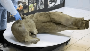 A 50000 year-old baby mammoth recovered  from permafrost.