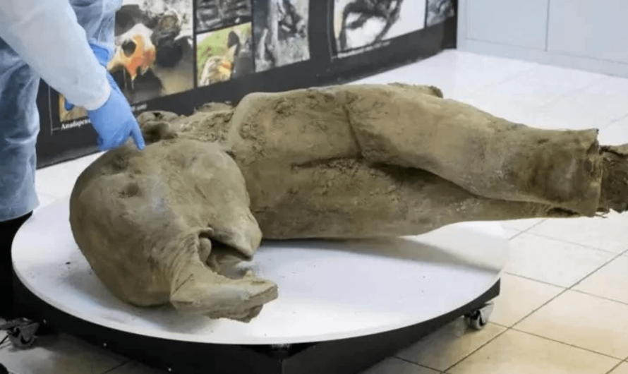 A 50000 year-old baby mammoth recovered  from permafrost.
