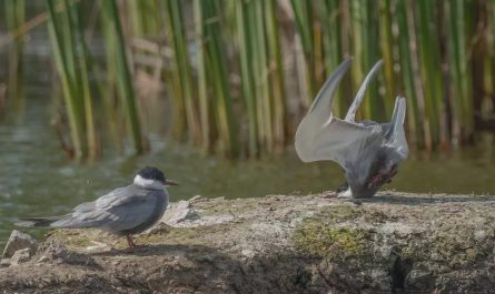 A Bird Crash Landing. (Photo: Damyan Petkov)