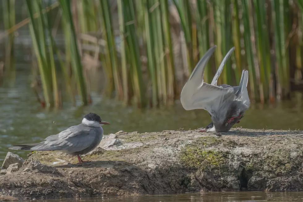 A Bird Crash Landing. (Photo: Damyan Petkov)