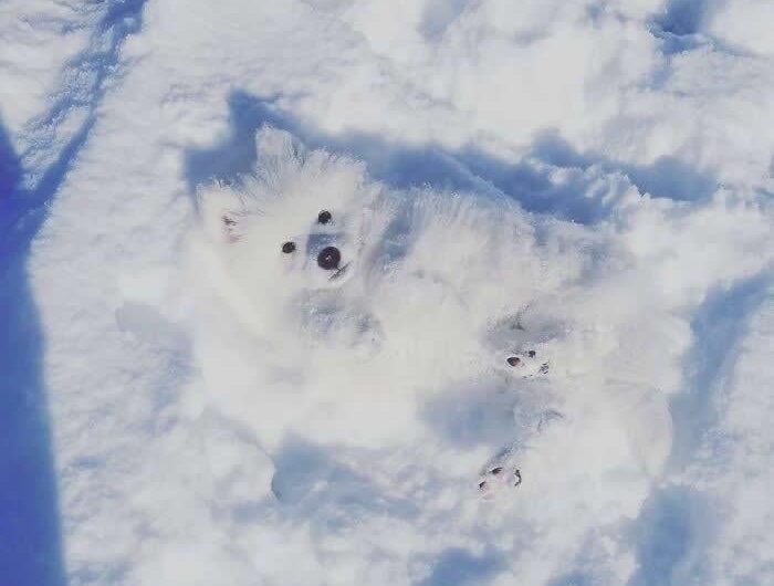 A Camouflaged Snow Doggo.